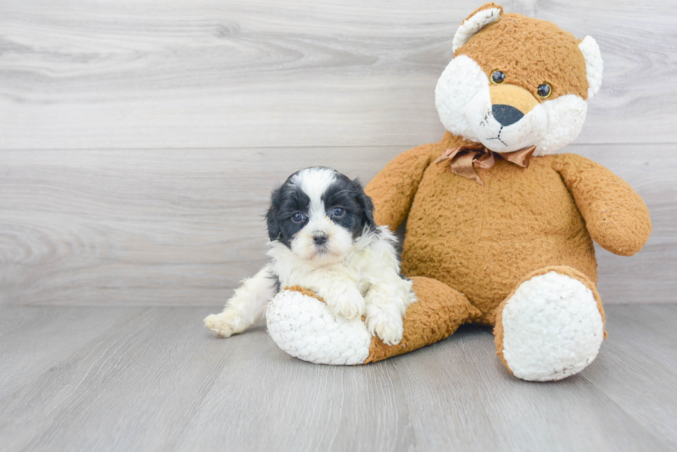 Adorable Shih Poo Poodle Mix Puppy