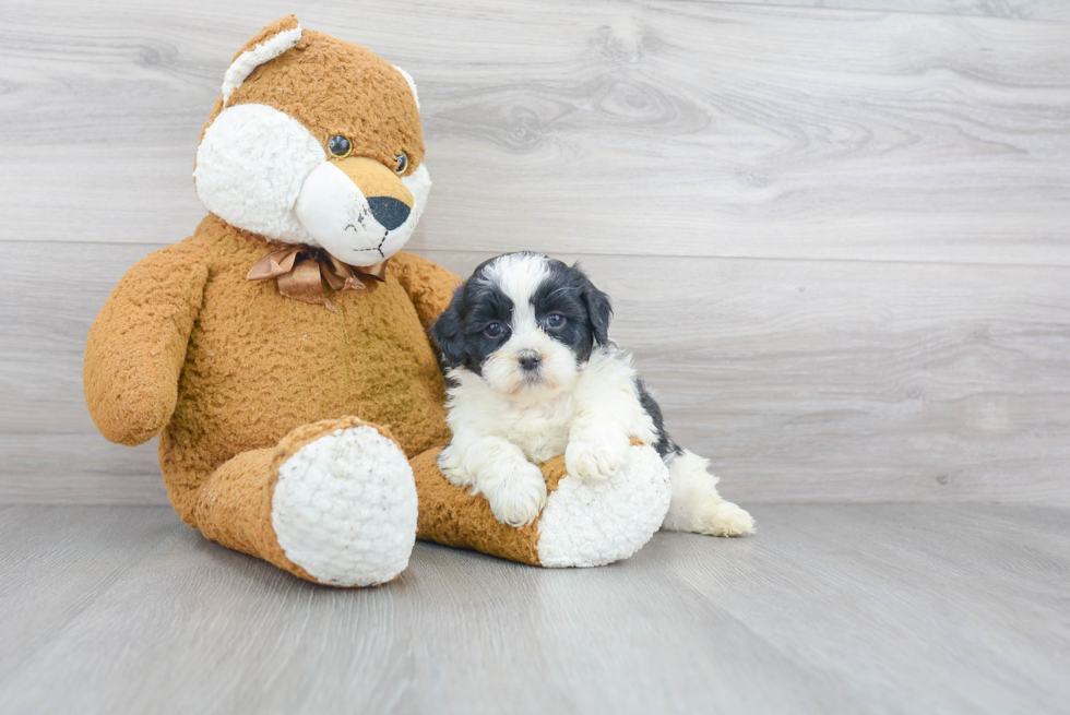 Popular Shih Poo Poodle Mix Pup