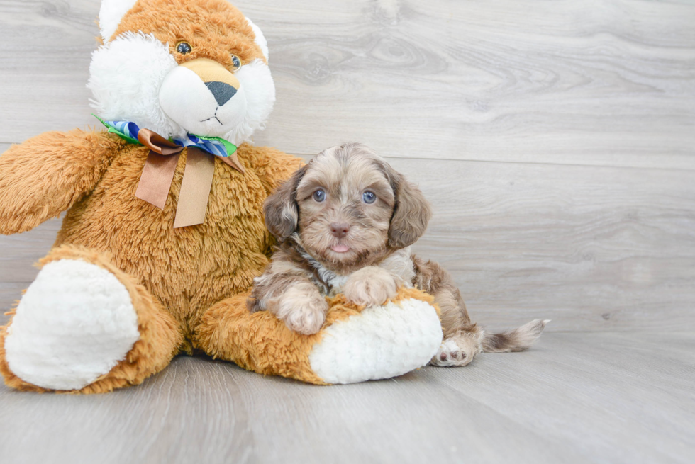 Happy Shih Poo Baby