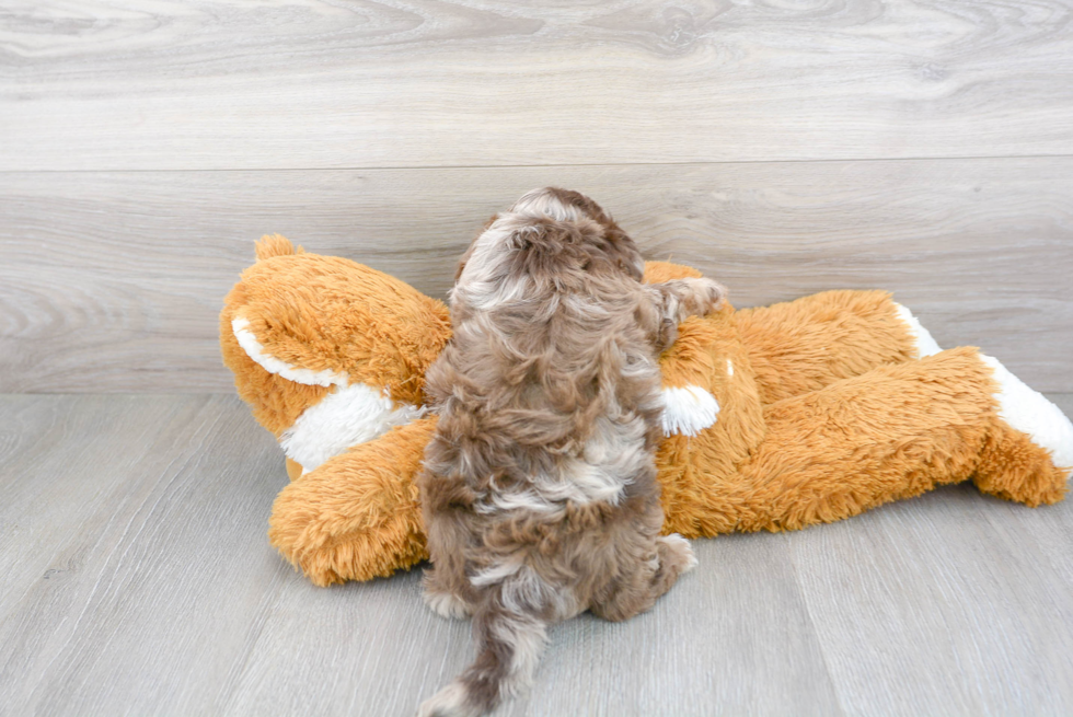 Shih Poo Puppy for Adoption