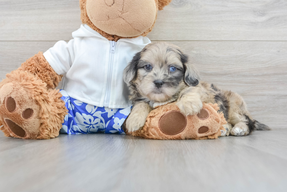 Best Shih Poo Baby