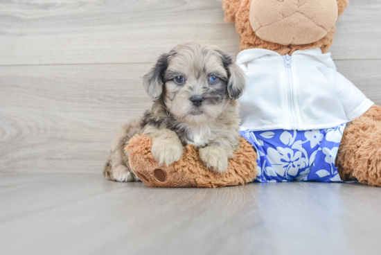 Shih Poo Pup Being Cute