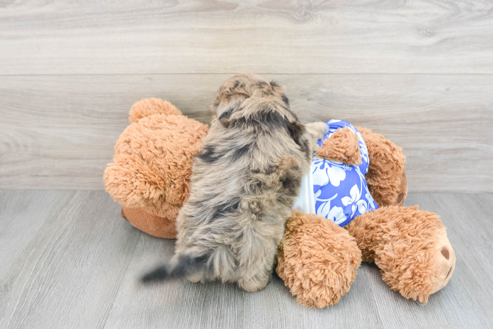 Best Shih Poo Baby