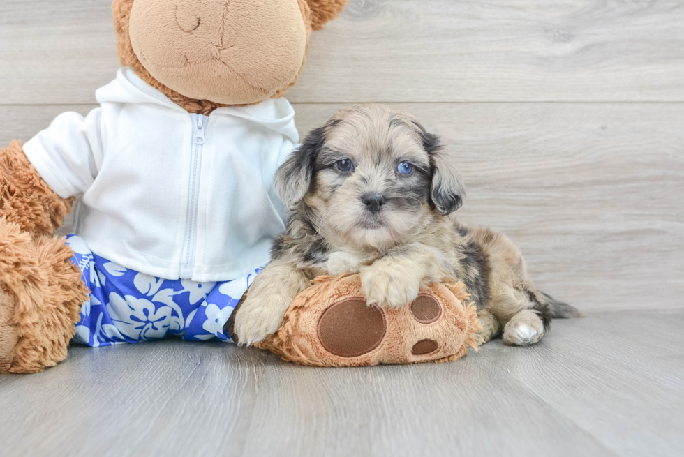 Shih Poo Puppy for Adoption