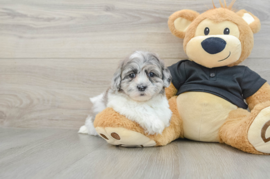 Shih Poo Pup Being Cute