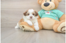Small Shih Poo Baby
