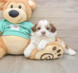 7 week old Shih Poo Puppy For Sale - Premier Pups