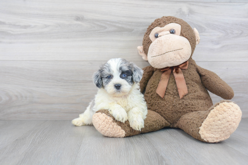 Best Shih Poo Baby