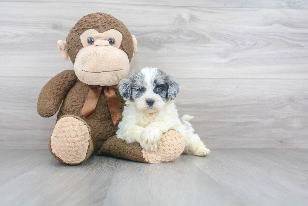 Energetic Shihpoo Poodle Mix Puppy