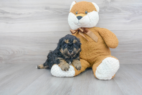 Shih Poo Pup Being Cute