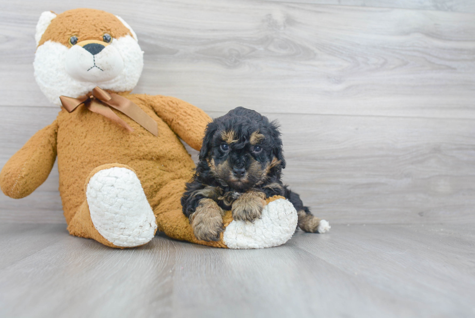 Shih Poo Pup Being Cute