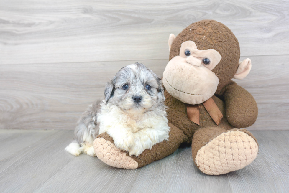 Sweet Shih Poo Baby