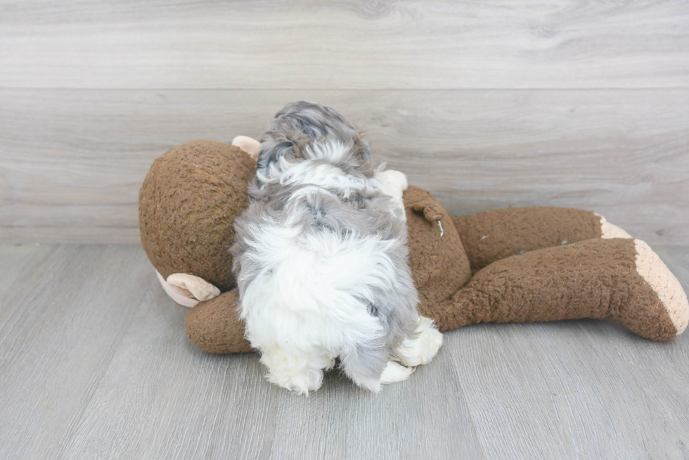 Shih Poo Puppy for Adoption