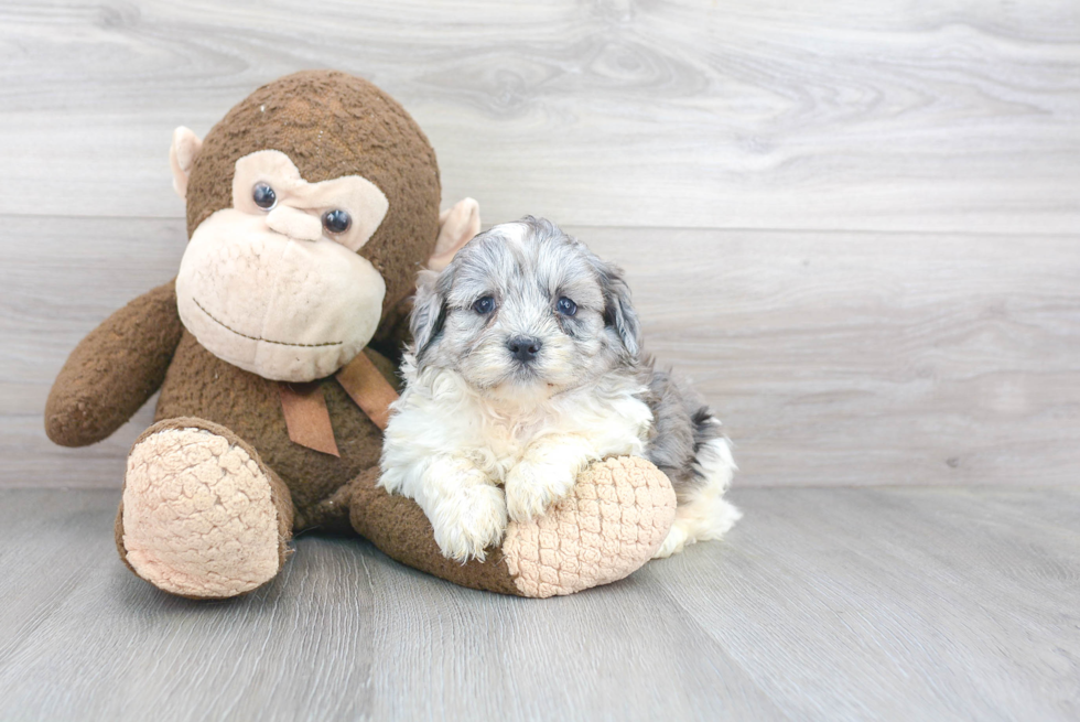 Small Shih Poo Baby