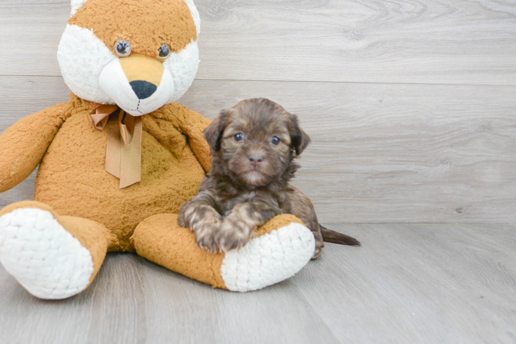 Shih Poo Pup Being Cute