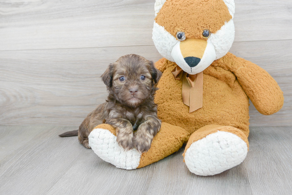 Adorable Shih Poo Poodle Mix Puppy