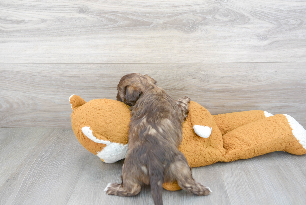 Fluffy Shih Poo Poodle Mix Pup