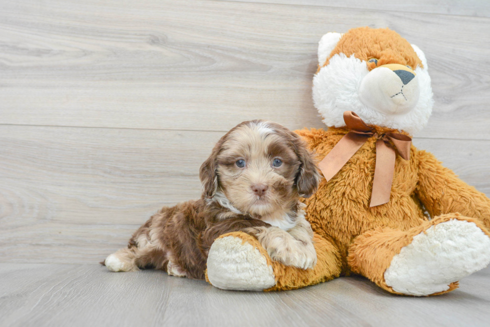 Shih Poo Puppy for Adoption