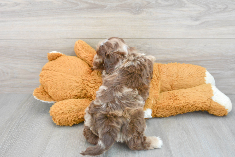 Best Shih Poo Baby