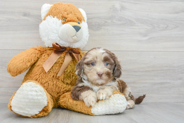 Shih Poo Puppy for Adoption