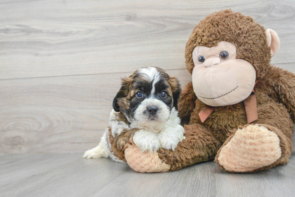 Best Shih Poo Baby