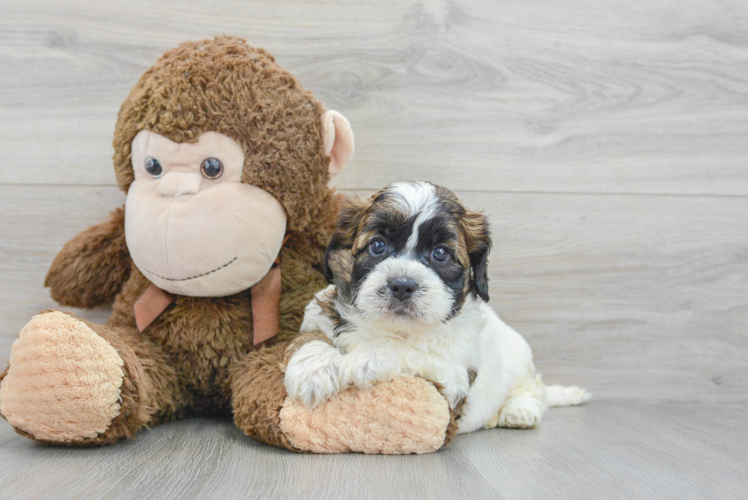 Shih Poo Puppy for Adoption