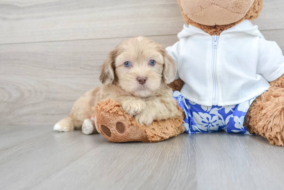 Shih Poo Pup Being Cute
