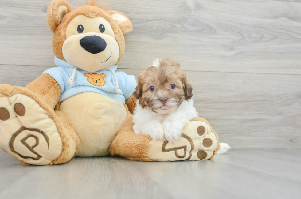 9 week old Shih Poo Puppy For Sale - Premier Pups