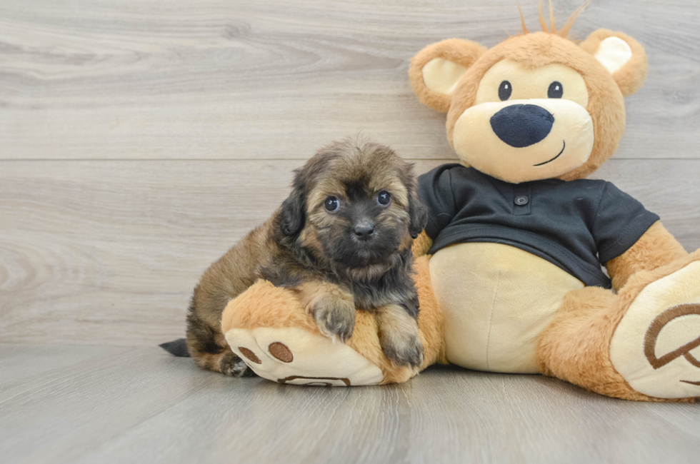 5 week old Shih Poo Puppy For Sale - Premier Pups