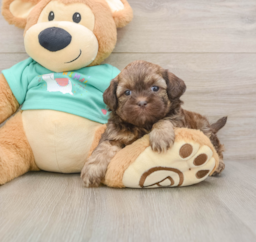 8 week old Shih Poo Puppy For Sale - Premier Pups