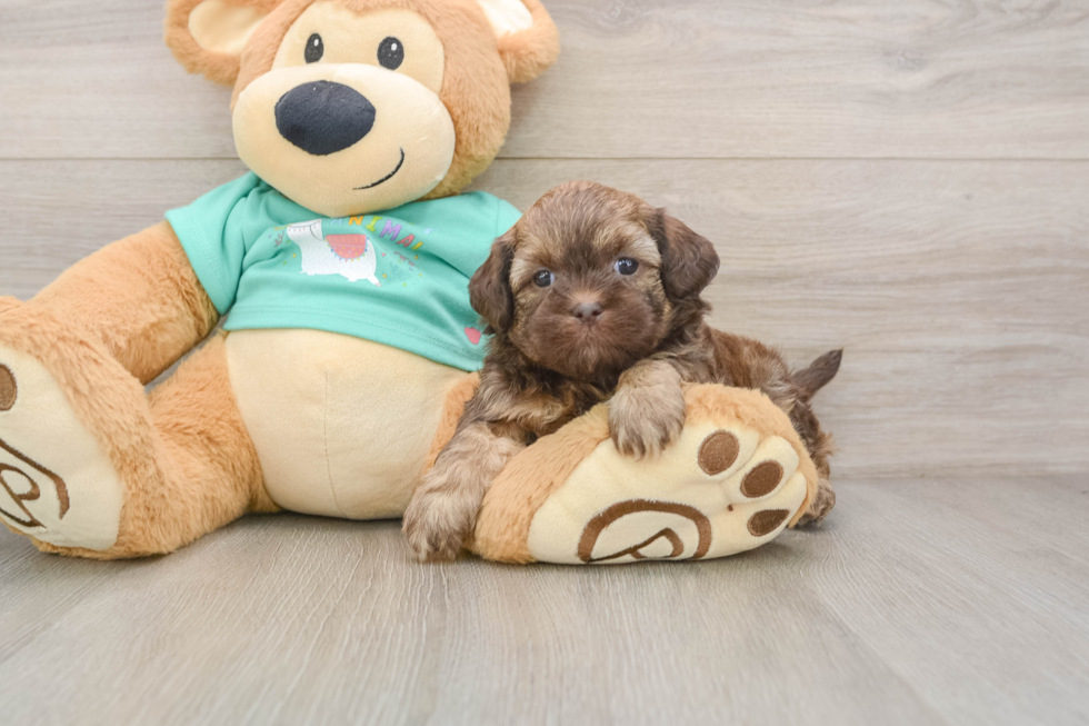 Energetic Shih Poo Poodle Mix Puppy