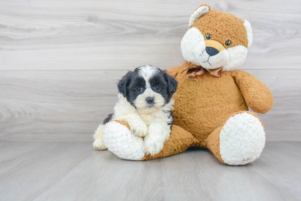 Smart Shih Poo Poodle Mix Pup