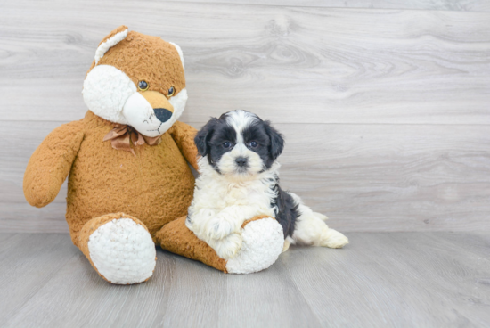 Happy Shih Poo Baby