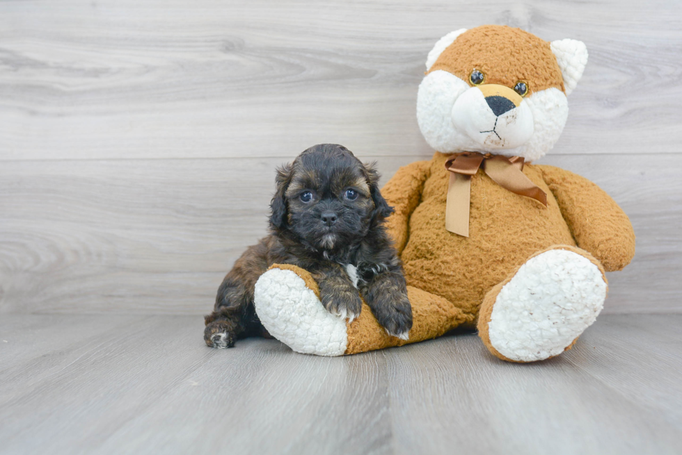 Shih Poo Pup Being Cute