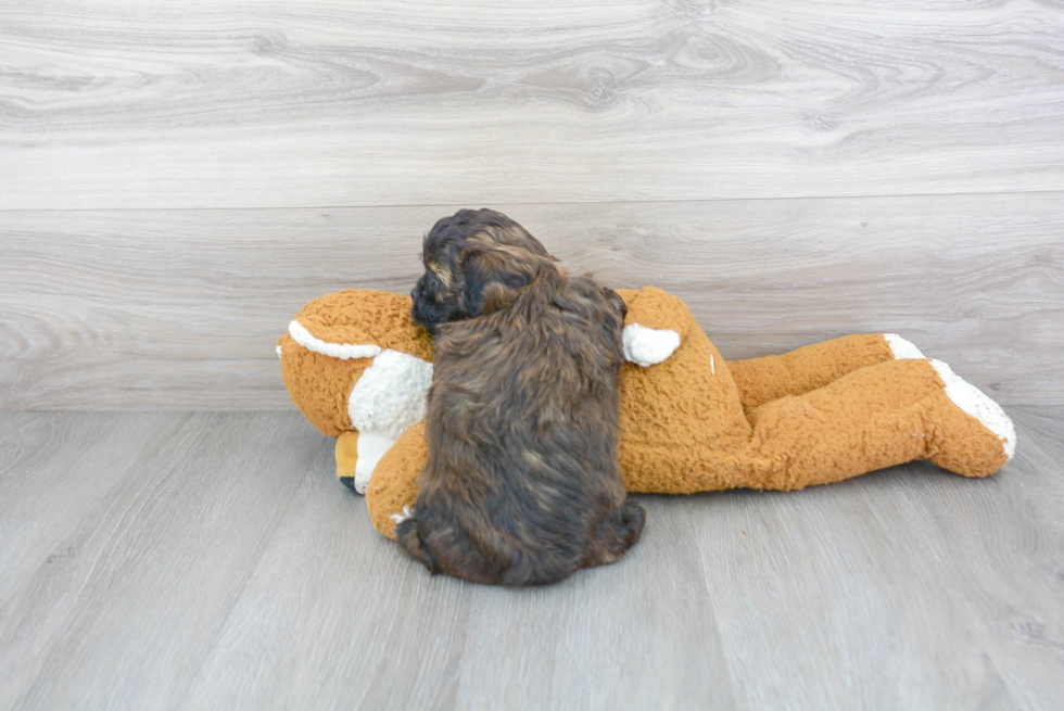 Adorable Shih Poo Poodle Mix Puppy