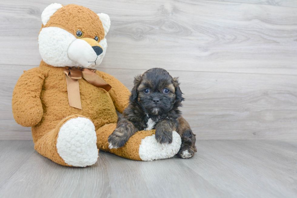 Shih Poo Pup Being Cute