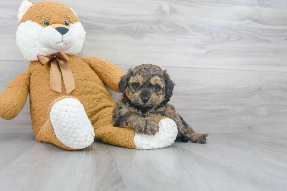 Shih Poo Pup Being Cute