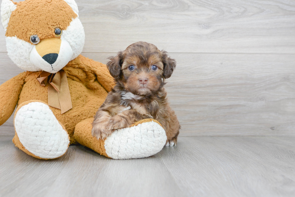 Petite Shih Poo Poodle Mix Pup