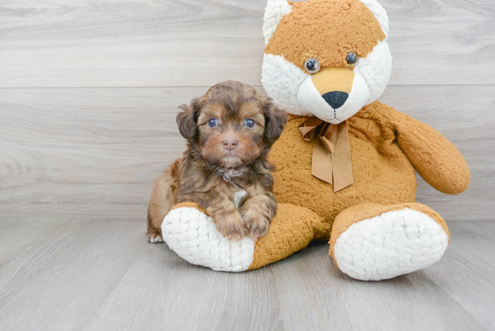 Sweet Shih Poo Baby