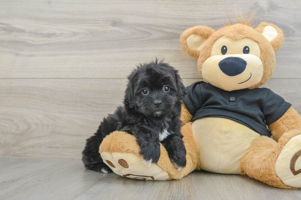 5 week old Shih Poo Puppy For Sale - Premier Pups