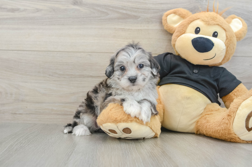 5 week old Shih Poo Puppy For Sale - Premier Pups