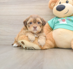 8 week old Shih Poo Puppy For Sale - Premier Pups