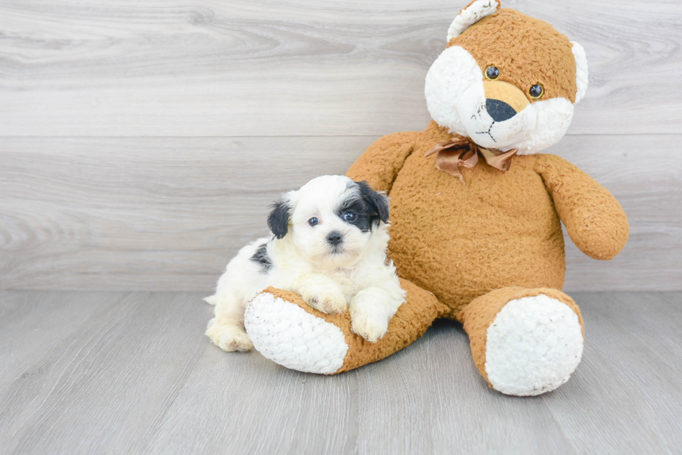 Cute Shih Poo Baby