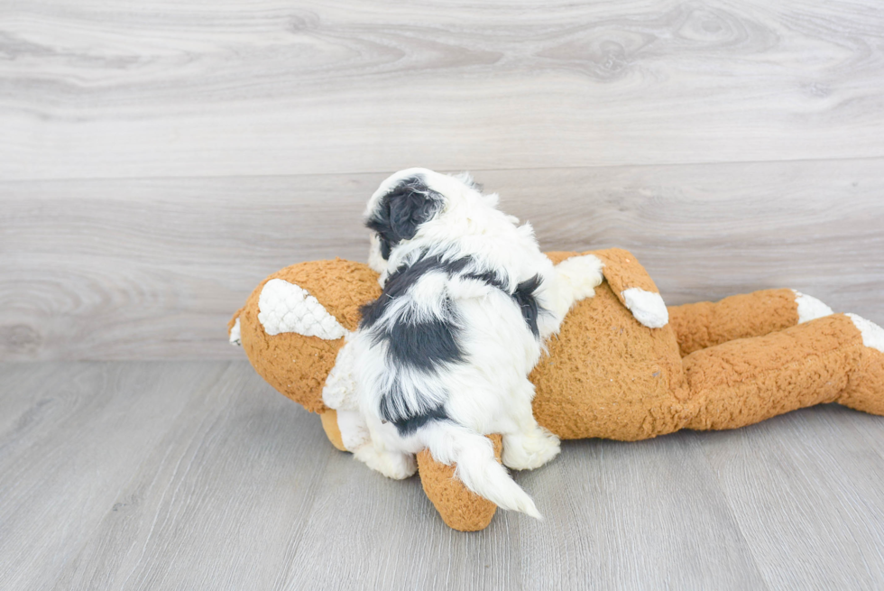 Sweet Shih Poo Baby