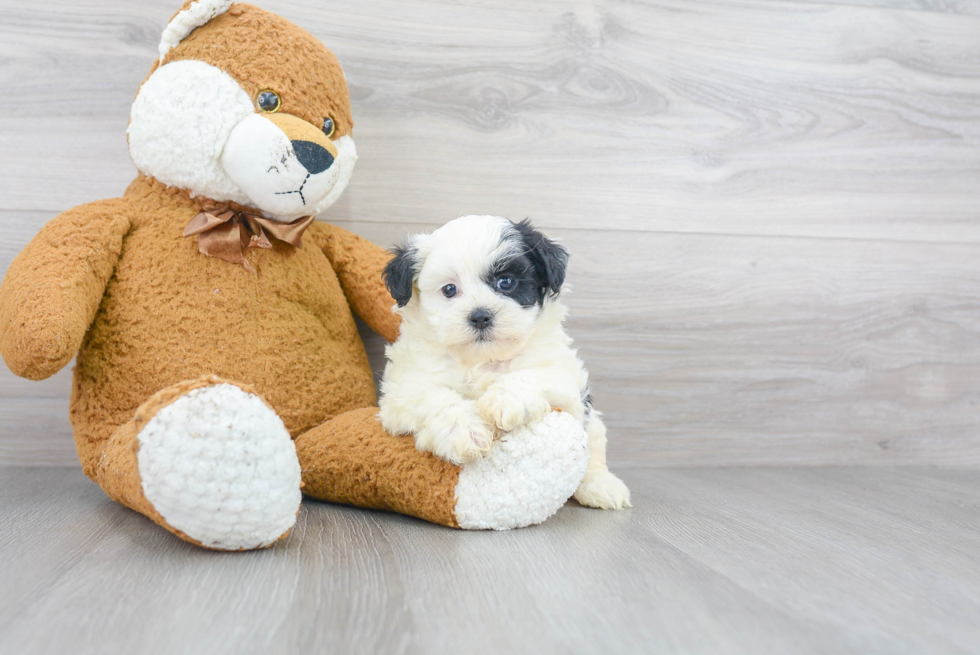 Playful Shih Poo Poodle Mix Puppy