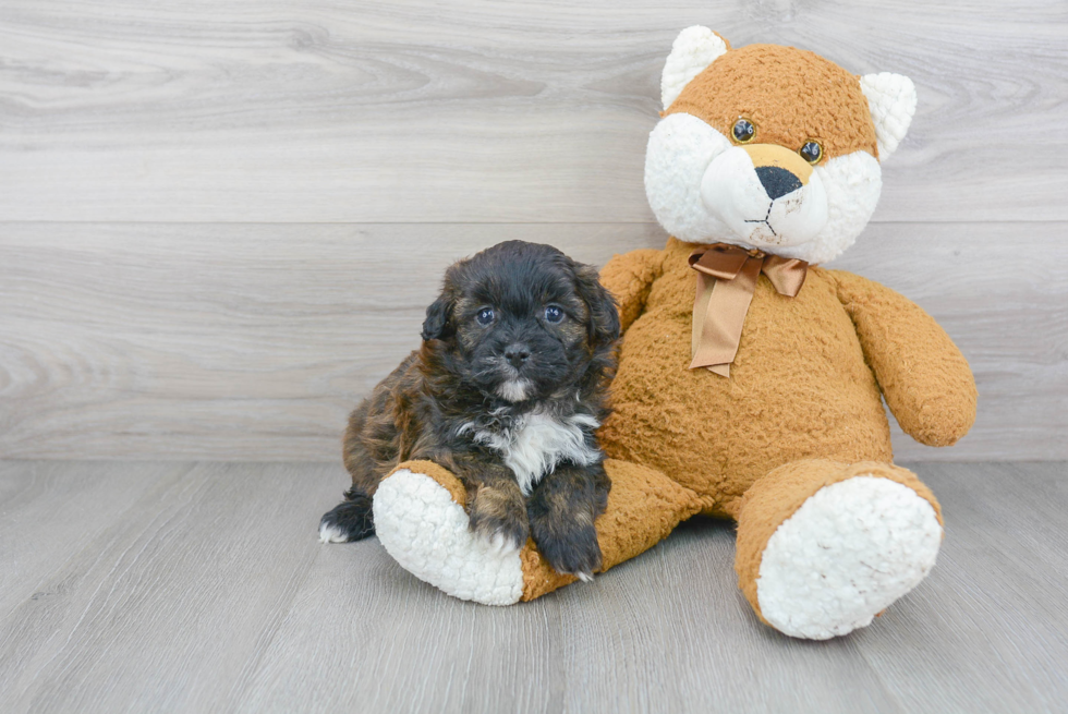 Fluffy Shih Poo Poodle Mix Pup