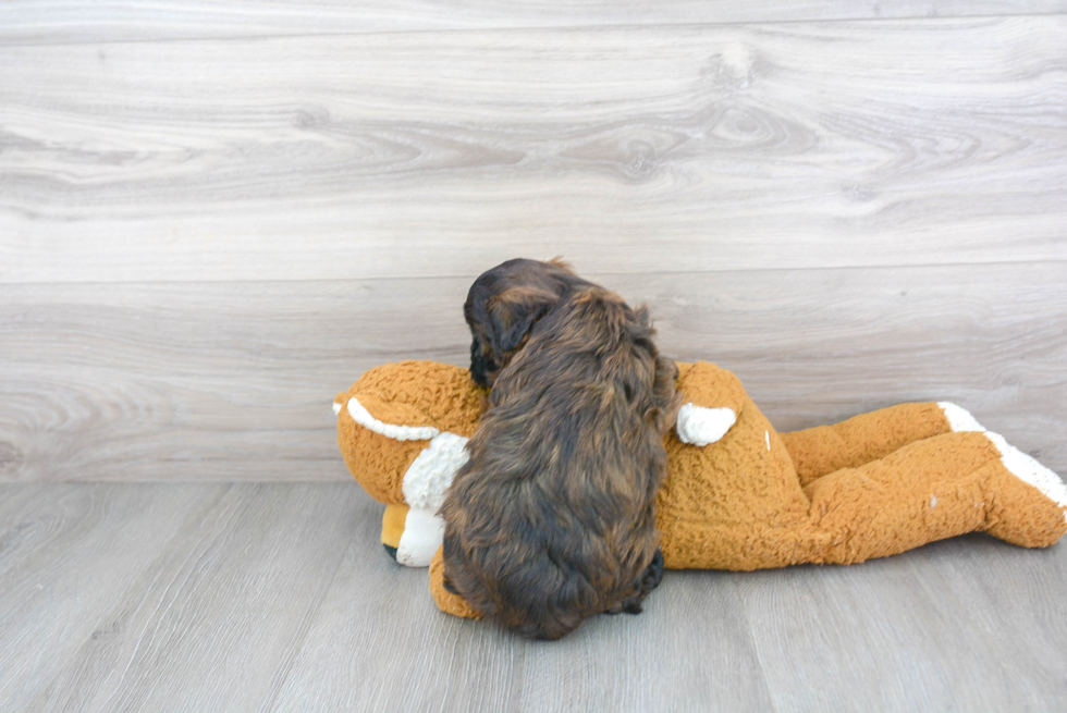 Fluffy Shih Poo Poodle Mix Pup