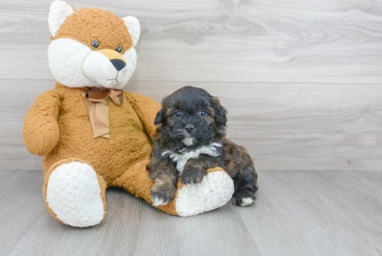 Playful Shih Poo Poodle Mix Puppy