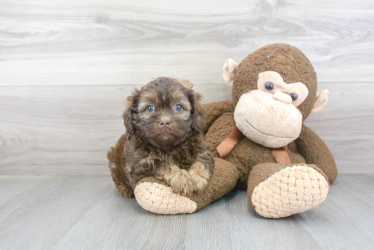 Best Shih Poo Baby
