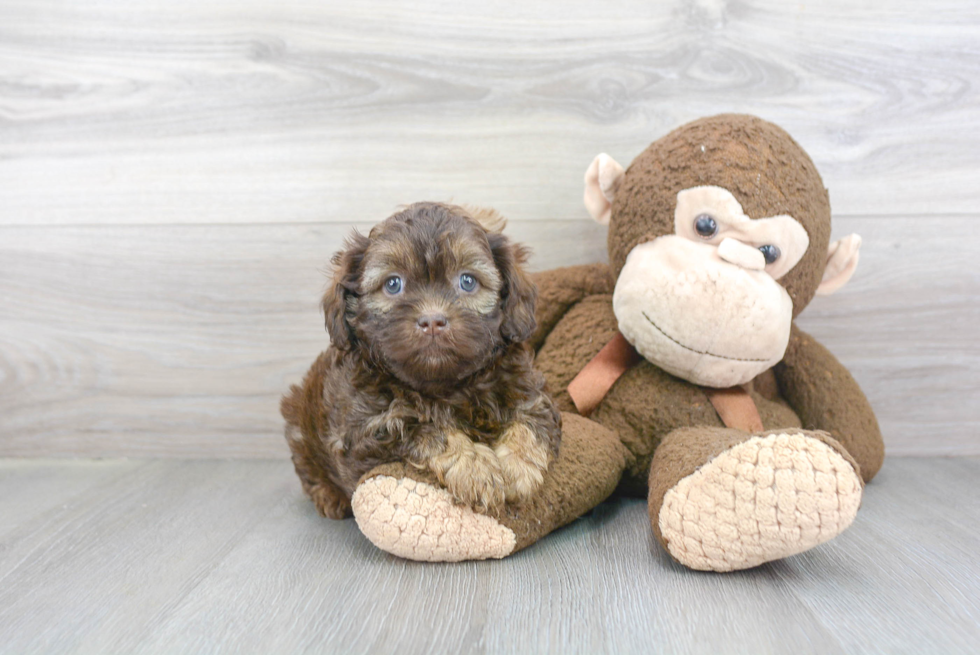 Best Shih Poo Baby